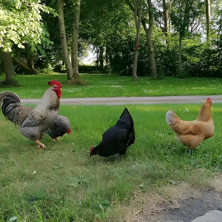 Gaensehaus Karolinenkoog